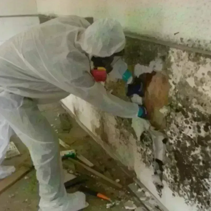 Mold Remediation and Removal in Providence, RI